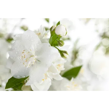 Organic Jasmine Plants